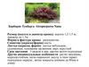 Барбарис Тунберга Atropurpurea Nana