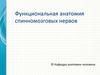 Функциональная анатомия спинномозговых нервов