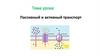 Пассивный и активный транспорт веществ в клетках