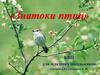Знатоки птиц. Викторина