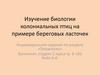 Изучение биологии колониальных птиц на примере береговых ласточек