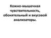 Кожно-мышечная чувствительность, обонятельный и вкусовой анализаторы