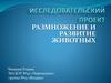 Размножение и развитие животных