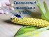 Трансгенні організми (ГМО)