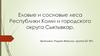 Еловые и сосновые леса Республики Коми и городского округа Сыктывкар