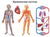 Органы кровообращения. Сердце