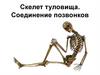 Скелет туловища. Соединение позвонков
