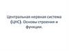 Центральная нервная система (ЦНС). Основы строения и функции