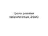 Циклы развития паразитических червей