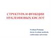 Структура и функции нуклеиновых кислот