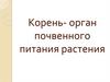 Корень - орган почвенного питания растения