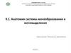 Анатомия системы мочеобразования и мочевыделения. Тема 9.1