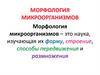 Морфология микроорганизмов. Бактерии
