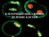 Клеточный цикл жизни. Деление клетки