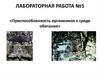 Приспособленность организмов к среде обитания