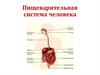 Пищеварительная система и процесс пищеварения