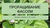 Проращивание фасоли