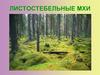 Листостебельные мхи