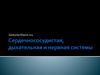 Сердечнососудистая, дыхательная и нервная системы