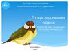 Птицы под нашим окном