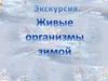 Живые организмы зимой