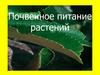 Почвенное питание растений