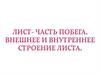Лист- часть побега. Внешнее и внутреннее строение листа