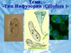 Тип инфузории (ciliofora)