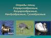 Отряды птиц: Страусообразные, Казуарообразные, Нандуобразные, Гусеобразные