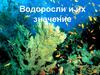 Водоросли и их значение