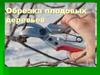 Обрезка плодовых деревьев