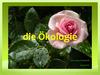 Die Ökologie