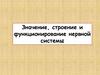 Значение строение и функционирование нервной системы