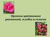 Органы цветковых растений, семена, плоды