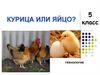 Блюда из яиц. 5 класс