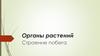 Органы растений. Строение побега