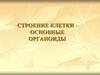 Строение клетки - основные органоиды