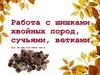 Работа с шишками хвойных пород, сучьями, ветками, корнями
