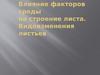 Влияние факторов среды на строение листа. Видоизменения листьев