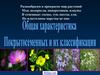 Общая характеристика Покрытосеменных и их классификация