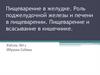 Пищеварение в желудке. Роль поджелудочной железы и печени в пищеварении. Пищеварение и всасывание в кишечнике