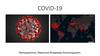Коронавирусы. COVID-19