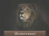 Разнообразие животных