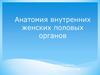 Акушерство. Анатомия внутренних женских половых органов