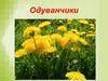 Одуванчик