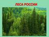 Леса России