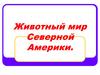 Животный мир Северной Америки