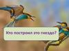 Кто построил это гнездо?