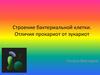 Строение бактериальной клетки. Отличия прокариот от эукариот