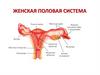 Женская половая система